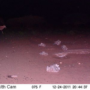 Trail Camera Namibia