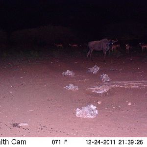 Trail Camera Namibia