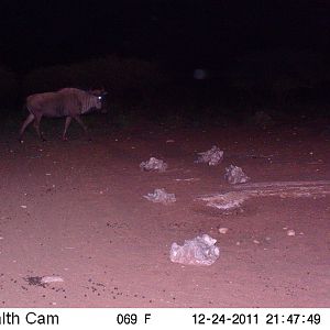 Trail Camera Namibia