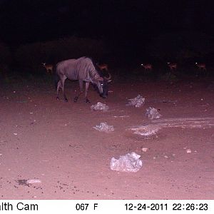 Trail Camera Namibia