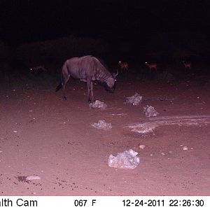 Trail Camera Namibia