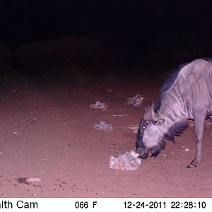 Trail Camera Namibia