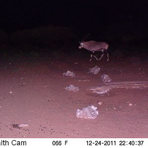 Trail Camera Namibia