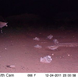 Trail Camera Namibia