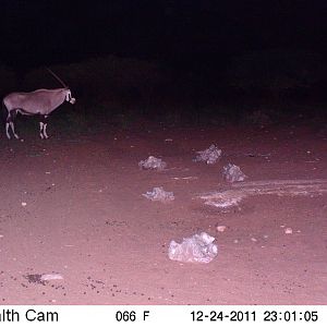 Trail Camera Namibia