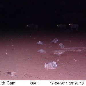 Trail Camera Namibia