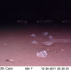 Trail Camera Namibia