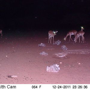 Trail Camera Namibia