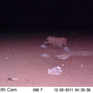 Trail Camera Namibia