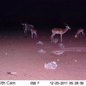 Trail Camera Namibia