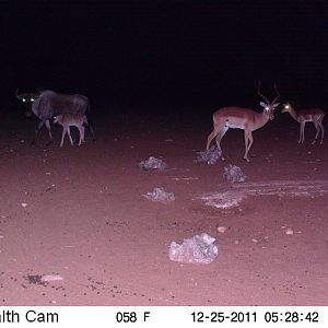 Trail Camera Namibia