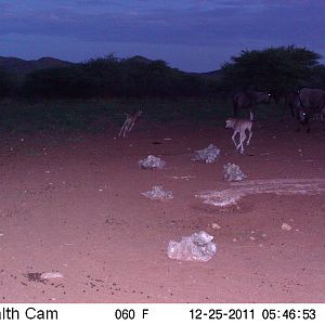 Trail Camera Namibia