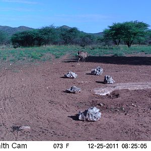 Trail Camera Namibia