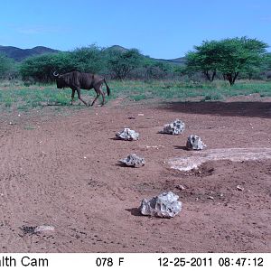 Trail Camera Namibia