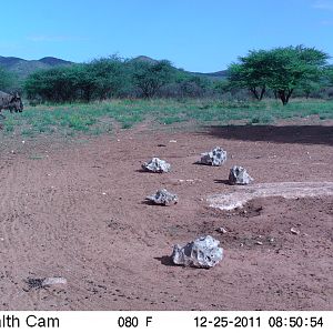 Trail Camera Namibia