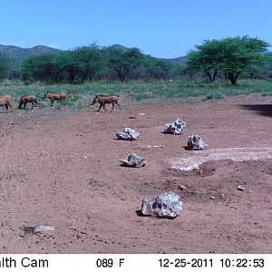 Trail Camera Namibia