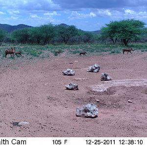 Trail Camera Namibia