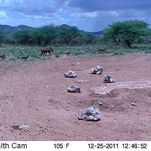 Trail Camera Namibia