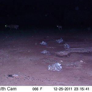 Trail Camera Namibia