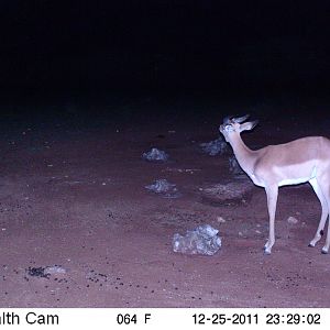 Trail Camera Namibia