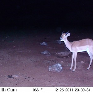 Trail Camera Namibia