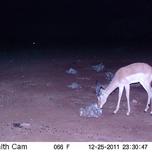 Trail Camera Namibia