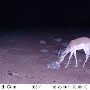 Trail Camera Namibia