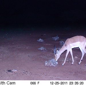 Trail Camera Namibia