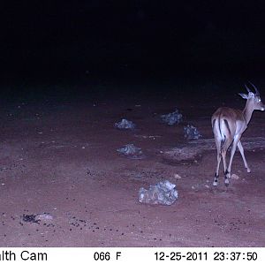 Trail Camera Namibia