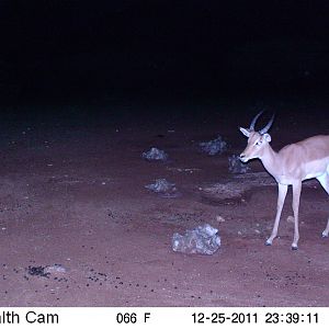 Trail Camera Namibia