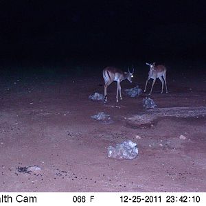 Trail Camera Namibia