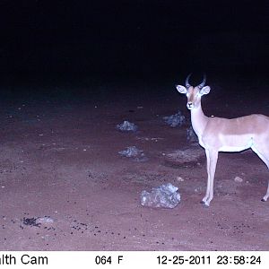 Trail Camera Namibia