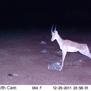 Trail Camera Namibia