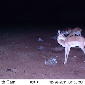 Trail Camera Namibia