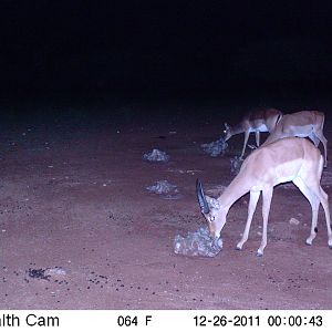 Trail Camera Namibia