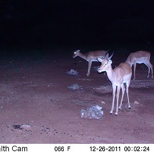 Trail Camera Namibia