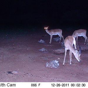 Trail Camera Namibia