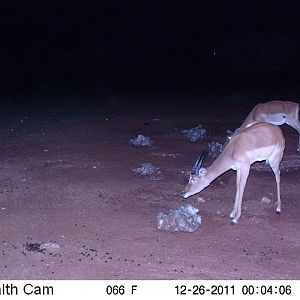 Trail Camera Namibia