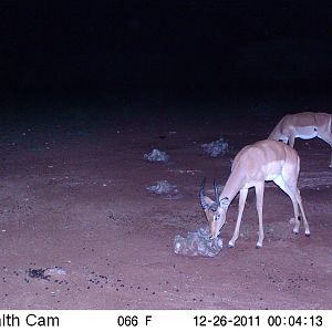 Trail Camera Namibia