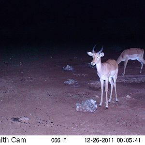 Trail Camera Namibia