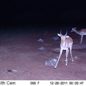 Trail Camera Namibia