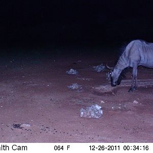 Trail Camera Namibia