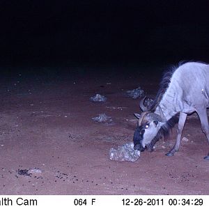 Trail Camera Namibia