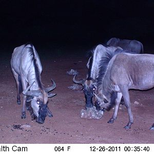 Trail Camera Namibia