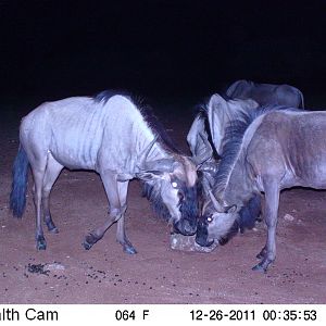 Trail Camera Namibia