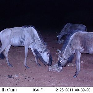 Trail Camera Namibia