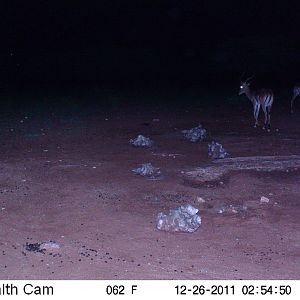 Trail Camera Namibia