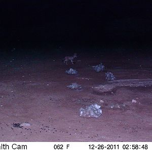 Trail Camera Namibia