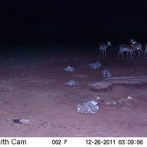 Trail Camera Namibia