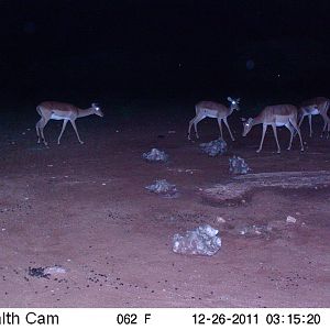 Trail Camera Namibia